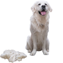 Hvid golden retriever sidder og smiler med en bunke pels ved siden af sig